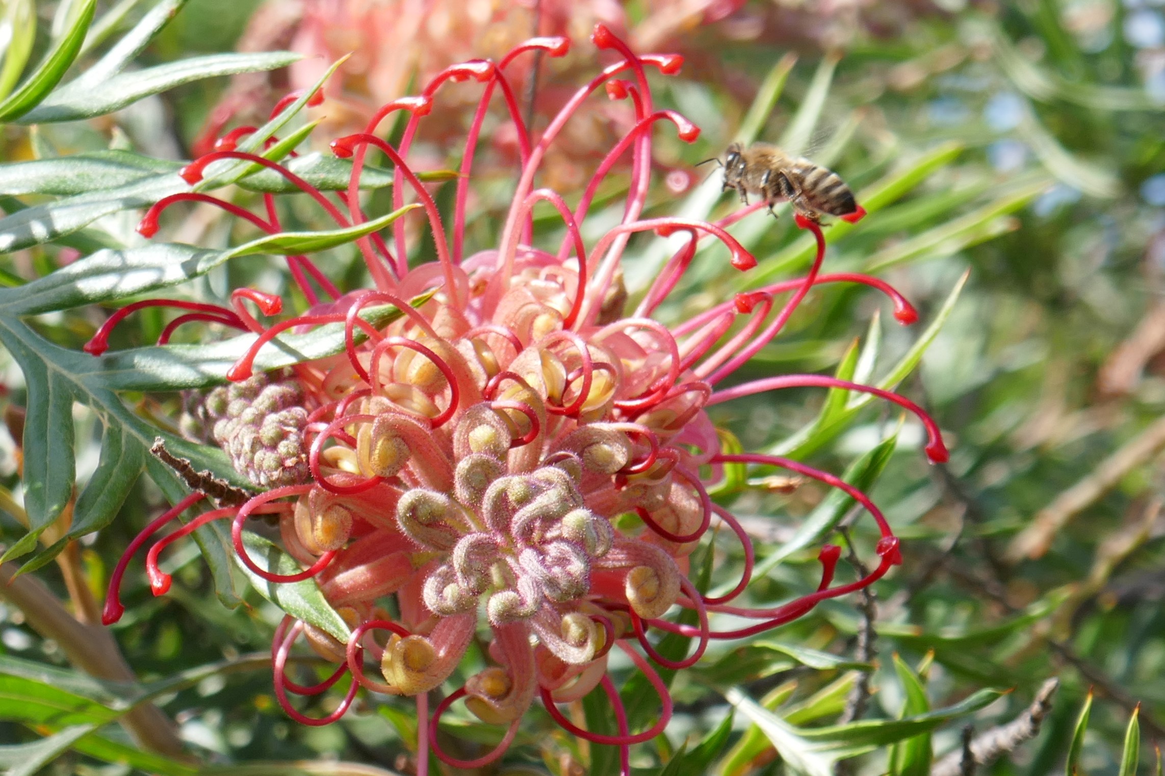Bee and Grevillea